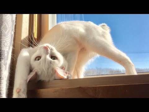???? Funniest Cats and Dogs Videos ???????? || ???????? Hilarious Animal Compilation №368
