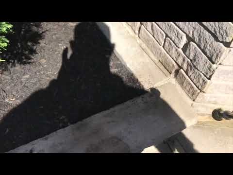 Foyer Filled with Pavement Ants in Lincroft, NJ