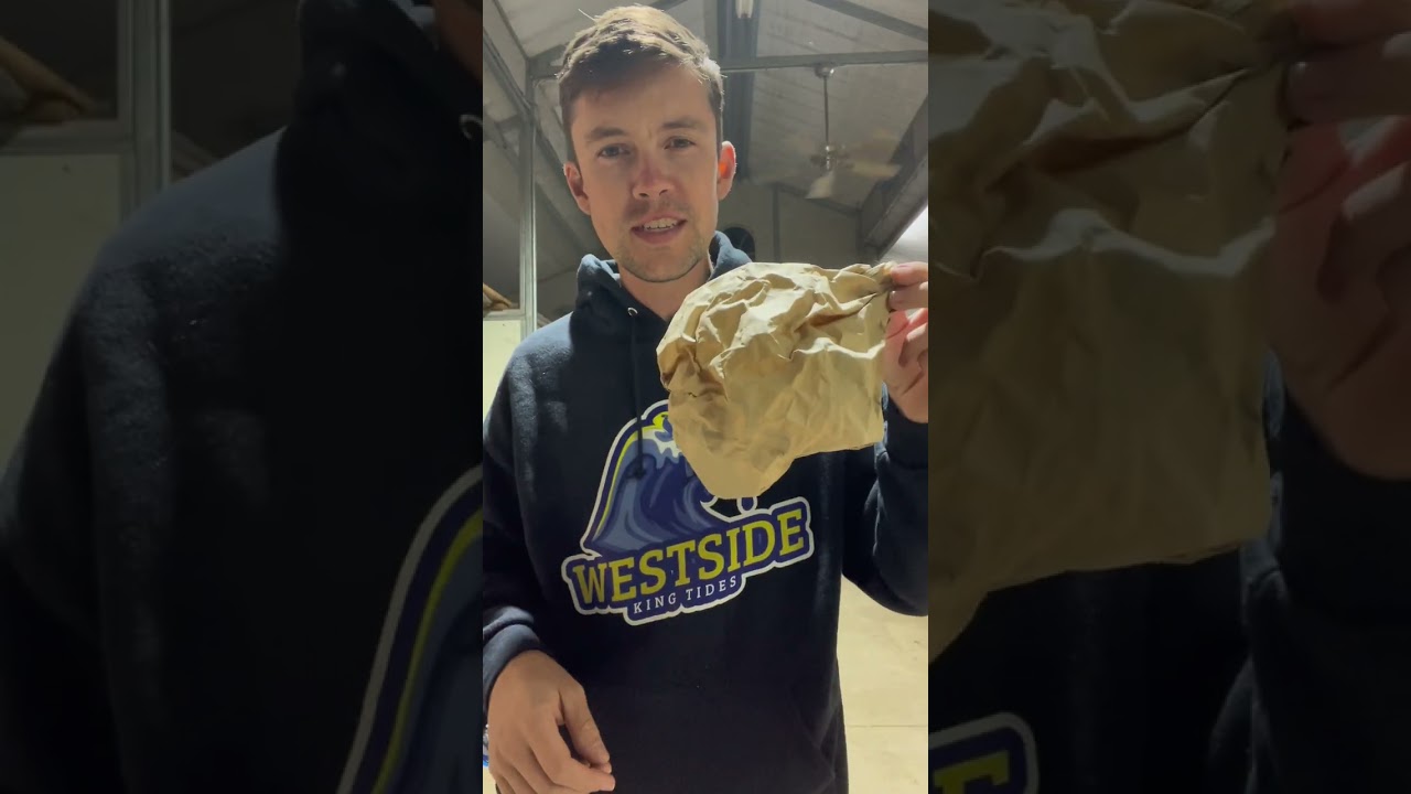 Paper Wasp Removal Trick