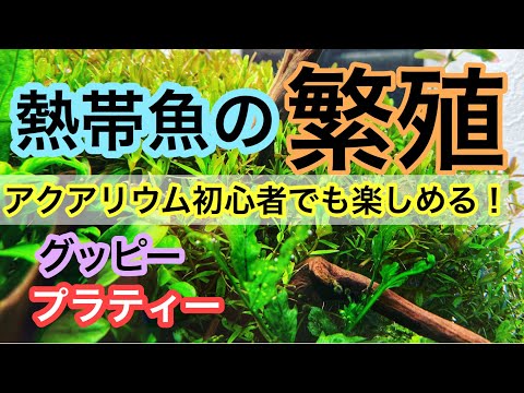 プラタイプリス・ツベリフェラ