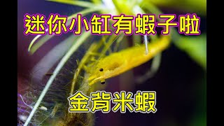 迷你小缸養蝦子啦 | 小資迷你魚缸新增金背米蝦 | add yellow cherry shrimp to tiny fish tank | cherry shrimp