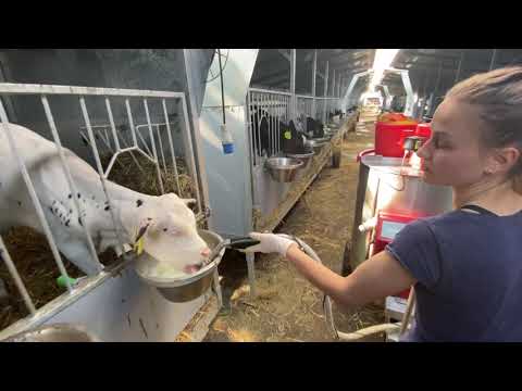 Incredible Snake Modern Agriculture Farm Animals Cow Farming Automatic Milking Milk Processing 2021