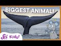 Blue Whales The Biggest Animal EVER SciShow Kids