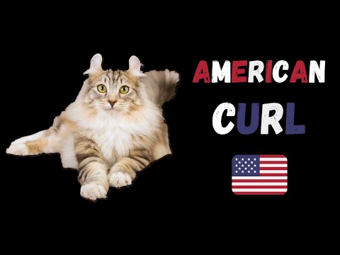 American Curl  Cat Breed - Vital Stats And Characteristics