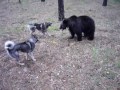 Laika de Siberia Oriental - Laika wild and bear