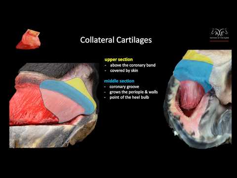Back of the Hoof Module excerpt