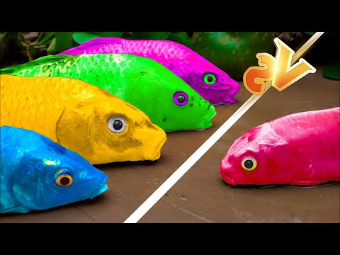 RAINBOW CARP - Golden carp transform into Flash wins the running race - Stop Motion ASMR -coco