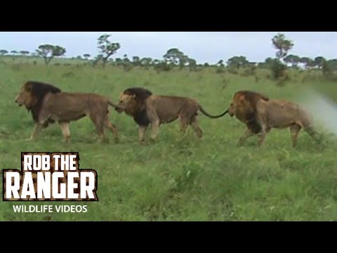 Mapogo Male Lions Patrol On A Stormy Afternoon In South Africa