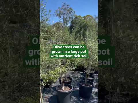 Plant profile: Olive Tree