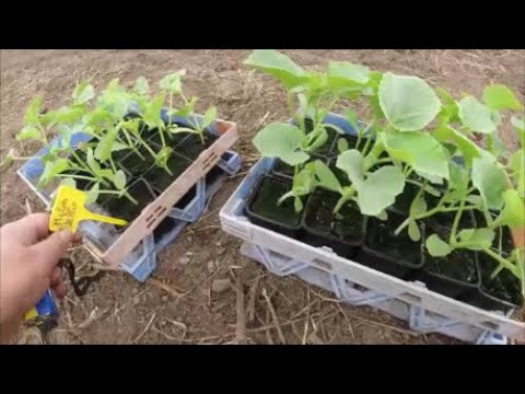Planter les melons en pleine terre..
