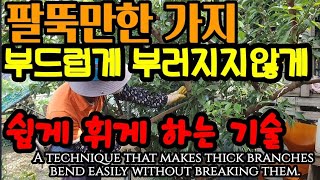 굵은 가지를 부러지지않고 쉽게 휘게 하는 기술. A technique that makes thick bran…