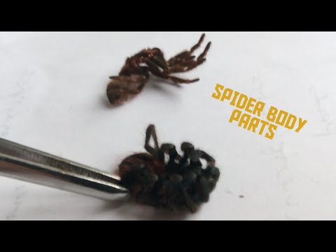 Tarantulas: Spider Body Parts