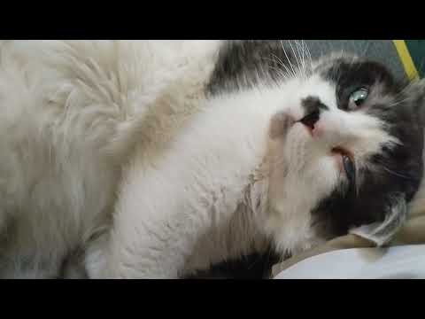 #sleepycats#catlover