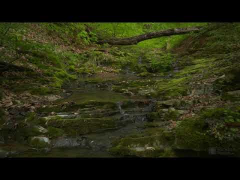 4K HDR Babbling Brook - Trickling Forest Creek - Water Sounds - Relaxing Nature Video
