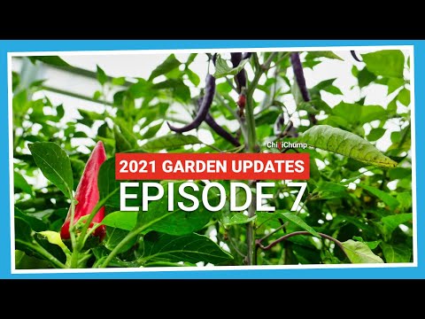 , title : 'Chilli Cross and Bonchi update (2021.E07 Garden Updates)'