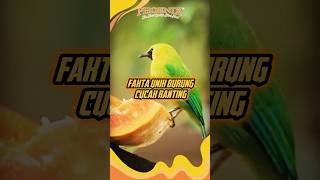 Download lagu Unique facts about the cucak ranting bird ✨ #gacorbird #kicaumaniabird #kicaumania #chirping #chi... mp3