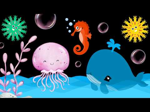 Baby Sensory Video – High Contrast for Newborn – Sensory Videos for Babies - Infant Tummy Time #baby