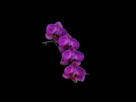 Purple Orchids - Audio