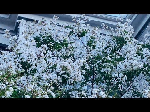 আল্লাহ পাকের সৃষ্টির শ্রেষ্ঠ সৌন্দর্য | Flower tree | Tansi Hasan