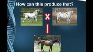 Stacking the odds of appaloosa colour in your favour - 1 of 3 by the Appaloosa Project