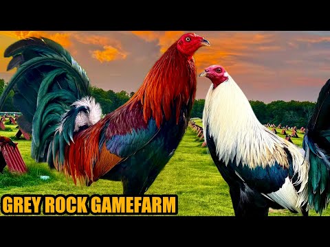 Red Claret Mcrea Hatch Kelso And Regular Grey Radio Albany | GREY ROCK GAMEFARM