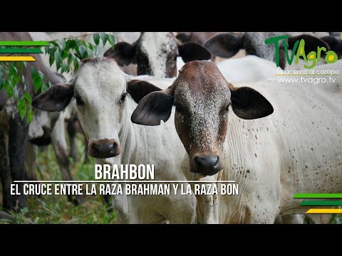 , title : 'Brahbon: El Cruce entre la Raza Brahman y la Raza Bon - TvAgro por Juan Gonzalo Angel'