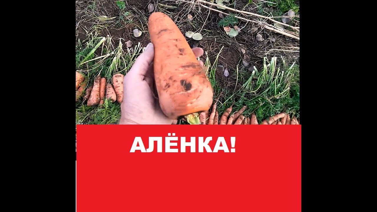 Тёплая грядка Розума. Морковь Алёнка.