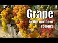 Growing grapes in the northern regions/ Grape / Grape varieties