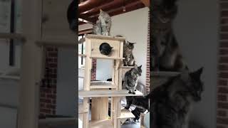 Arbre à chat pour Maine coon.                     Présentation de l'arbre modèle Opium,