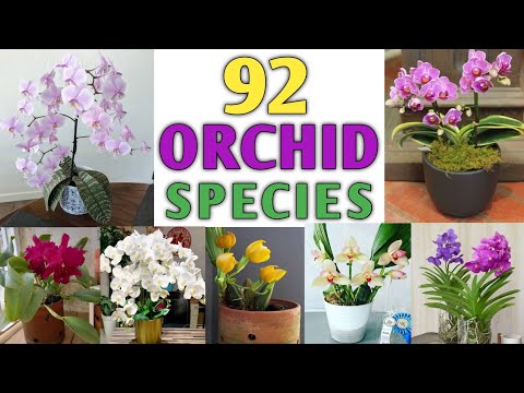 , title : '92 Orchid Varieties | Orchid Species | Orchid Plant Types | Plant and Planting'