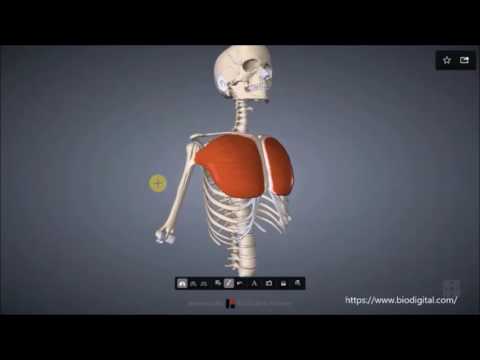 Gelenk der menschlichen Krankheit Zervikale Osteochondrose Tinnitus-Behandlung Tabletten
