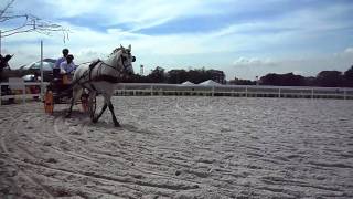 Horse Carriages Free Run