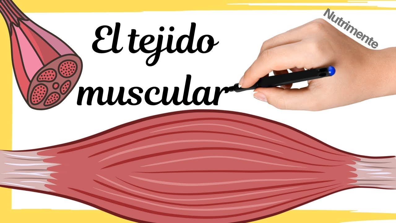 El TEJIDO MUSCULAR
