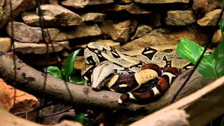 preview picture of video 'Red-tailed Boa Constrictor at the Atlanta Zoo Absolutely Beautiful Creature!'