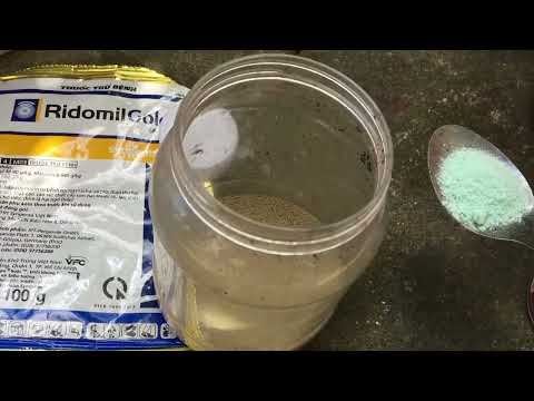 Tưới Ridomilgold phòng nấm bệnh chất trồng cho cây mai