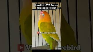 Download lagu Lobebird Loyo segera Terpancing Ngekek #lovebirdngekekpanjang #lovebirds #lovebirdfighter mp3