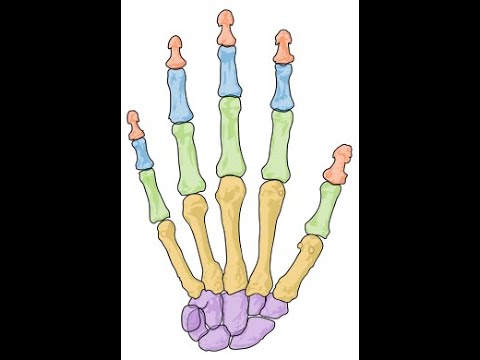 Structura mainii si a unghiei, anatomie, incepatori