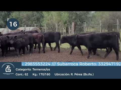 Lote M Y H - Roque Pérez, Bs As