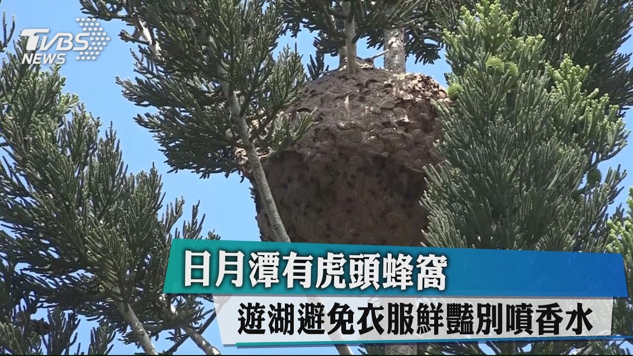 日月潭有虎頭蜂窩　遊湖避免衣服鮮豔別噴香水