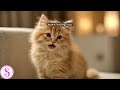 Cute Cat Sounds Sofia Voice