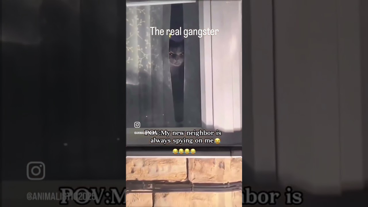 “Gangsta Gangsta” cat