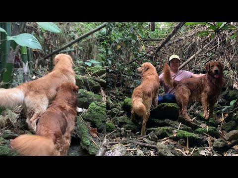Adventure | Azra the Golden Retriever
