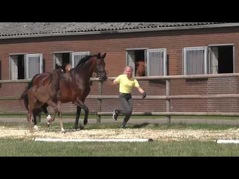 Fohlenrundfahrt 2021 - 14 Stutfohlen Donier
