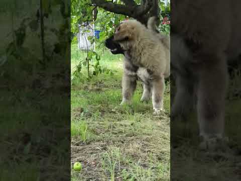 RONNA Caucazian Lupescu Dinasty - Mica si rea💪💪💪