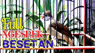 Download lagu Kapas tembak gacor full besetan Kasar ngerol panjang ‼ mp3