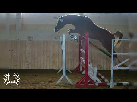 Kat. Nr. 2 - "Dolce Havana" v. Goldschmidt - Hirtentanz *2019