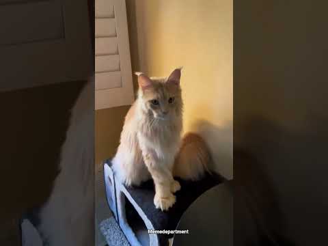 Top 10 most viral and funny moments of cats🤣🤣🤣 #cat​​​​​​​​​​​​​​​​​​​​​ #funny ​ #shorts ​ #viral