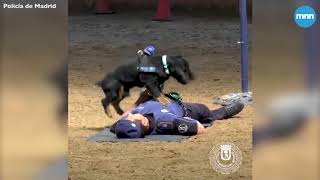 Dog learned to perform CPR