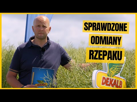 DK Excited, DK Exaura i DK Exima zapewniają sukces w uprawie