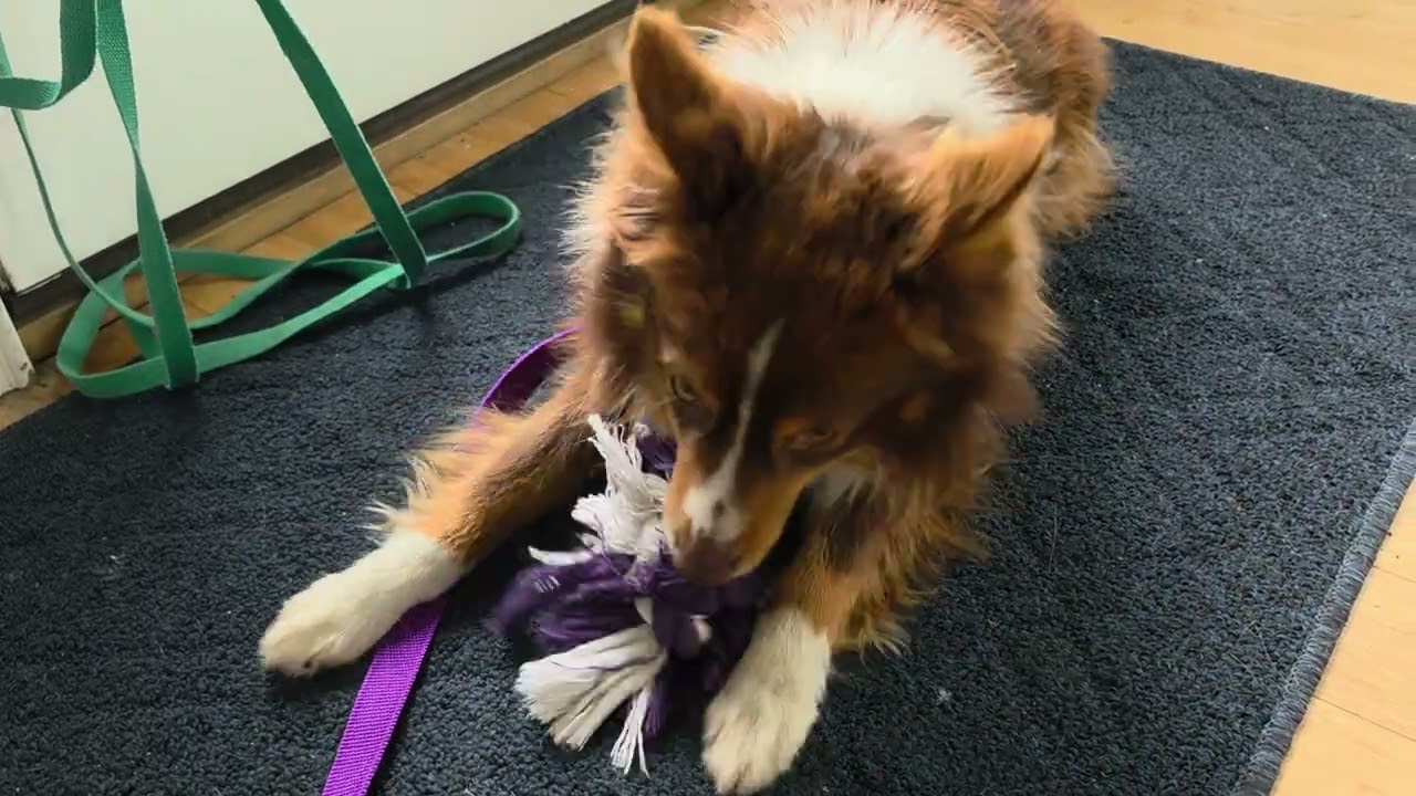 Mr. Boris, an adopted mixed breed in Honeoye Falls, NY video 2/4